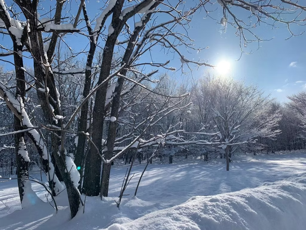 FOREST ESTATE FURANO