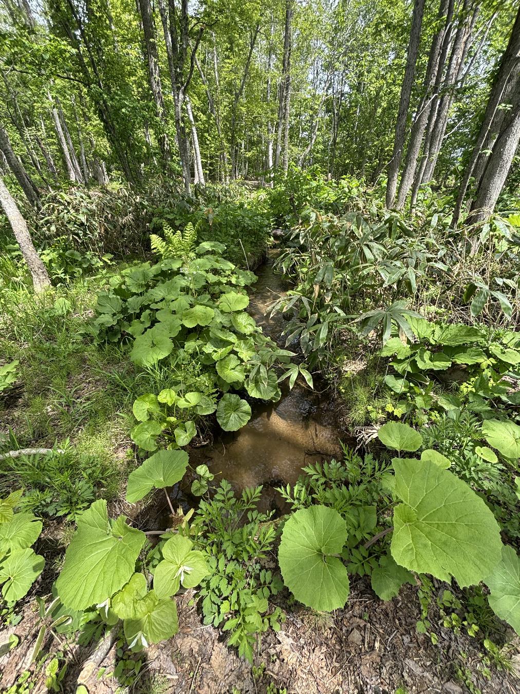 Soga Woodland Retreat